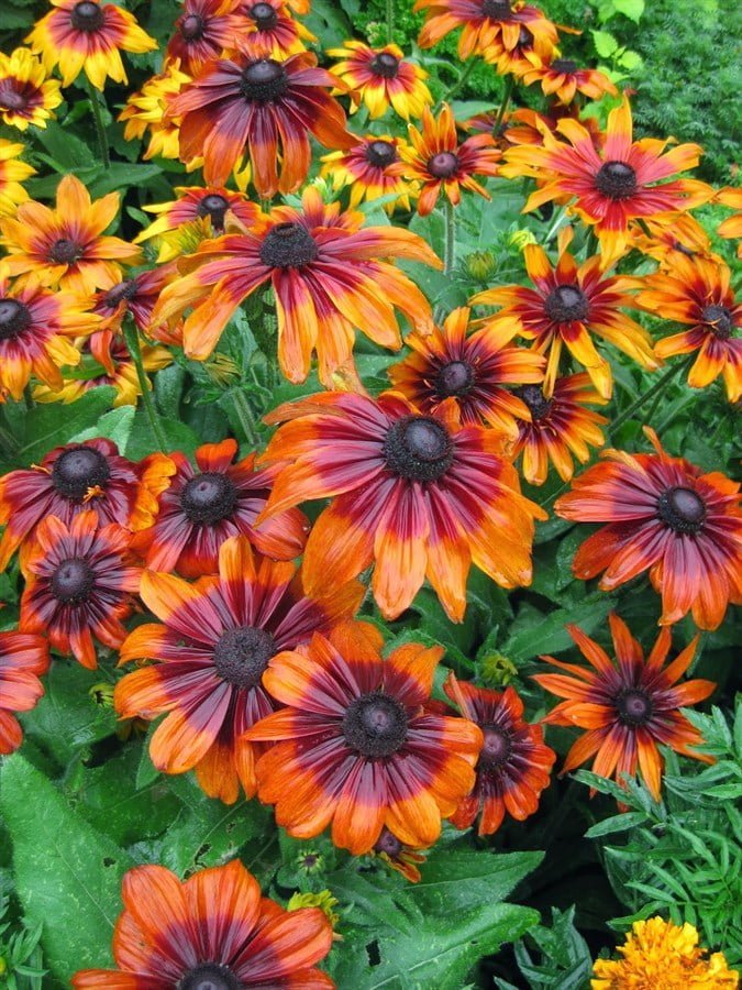 SKY SEEDS Rudbeckia hirta 'Autumn Forest' Gloriosa Daisy, Coneflower, Rudbeckia, Dye Plant An old, tried and tested variety is this fine strain producing large flowers up to five inches across in some grand autumn tints including yellow and shades of red and deep red with darker centres. Good for cutting. 2 ft.