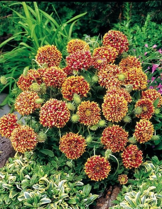 SKY SEEDS covered in 2 inch pompom blooms from early summer until frost. Hardy in zones 3-10, Sundance excels in heat, humidity and drought.