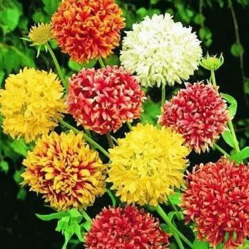Gaillardia Pulchella Dwarf Sundance Seeds