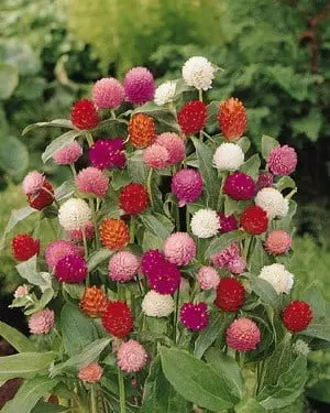 Gomphrena Mixed