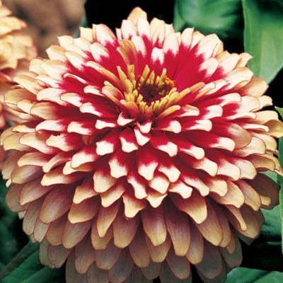 SKY SEEDS This hybrid bedding zinnia series features large double flowers in a stunning bicolor combination. Plant habit is bushy and vigorous, yet compact. Height: 10-12", 10-12" spread.