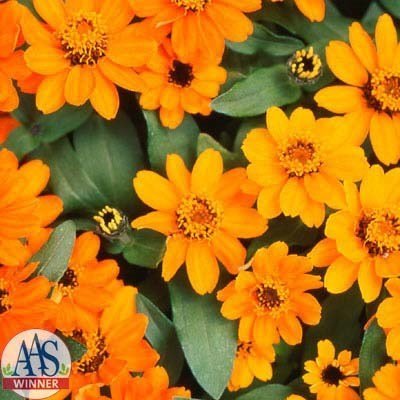 SKY SEEDS Profusion Orange zinnias are highly prolific bloomers, each variety in this series produces masses of 2" semi-double flowers on mid-height plants. They perform exceptionally well in both gardens and landscapes, due to their combined tolerance for both cool and hot, humid conditions. In addition, they have excellent disease tolerance. Height: 12-18", 16-24" spread. 20 SEEDS IN PACKET