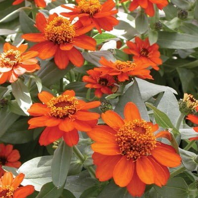 SKY SEEDS Zinnia hybrida Only the blooms outnumber the awards these zinnias have won! An AAS Gold Medal and Fleuroselect Gold Medal winner. Bushy plants grow 15 inches tall, just as wide, and are carpeted with bright 2 inch blooms. Highly recommended along sidewalks and pathways, as your garden guests will be spending lots of time admiring these flowers. 20 seeds in packet