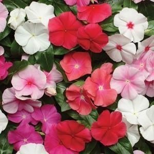 SKY SEEDS Pacifica XP Mix Vinca COLOR MIX APPROXIMATELY 50 SEEDS IN PACKET