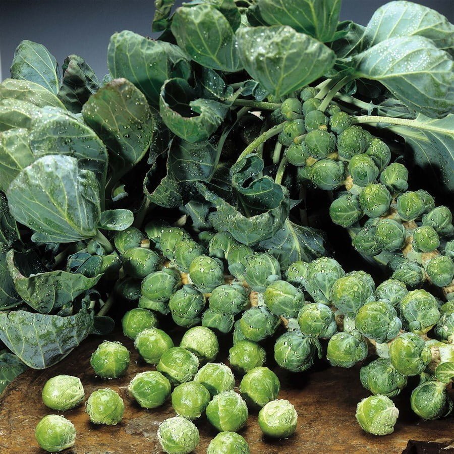 SKY SEEDS Brussels Sprouts APPROXIMATELY 40 SEEDS IN PACKET