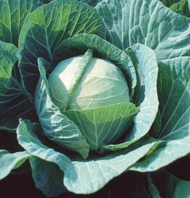 200+ Chinese Cabbage Seeds - F1 Hybrid Big Heading Bok Choy - USA Seller