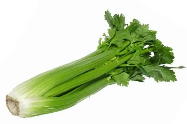 CELERY