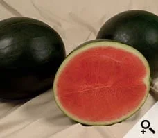 Watermelon Round Hybrid F1  Approximately : 15 Seeds Watermelon Round Hybrid F1 is a premium hybrid variety known for its uniform round shape, excellent sweetness, and high yield potential. This variety performs best in warm climates and is suitable for cultivation across Pakistan. Sow seeds in well-drained, fertile soil with full sunlight exposure. Plants are vigorous and disease-tolerant, producing medium to large-sized fruits with bright red flesh and a crisp texture. Watermelon Round Hybrid F1 is ideal for fresh consumption, juices, and summer desserts. Rich in vitamins A and C, it provides refreshing taste, high market value, and reliable performance for both home gardeners and commercial growers.