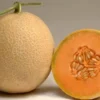 Cantaloupe Melon Hybrid F1