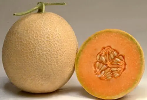 Cantaloupe Melon Hybrid F1