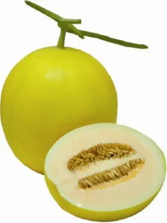 Melon Yellow F1 Hybrid Sweet Master