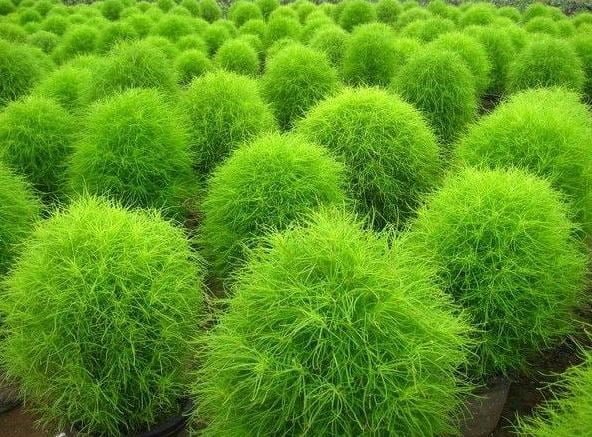 SKY SEEDS bushy plant with fine green foliage, turning red in autumn approximately 50 seeds in packet