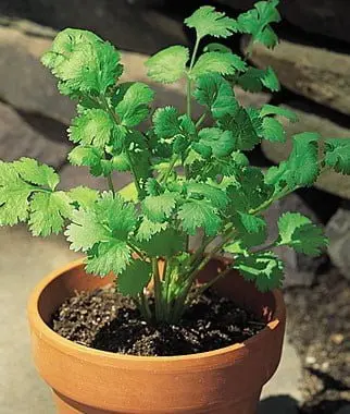 Coriander Hybrid F1 Seeds Multi-Cut