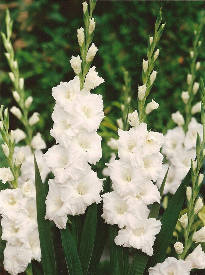 SKY SEEDS Gladiolus white 20 bulbs in packet