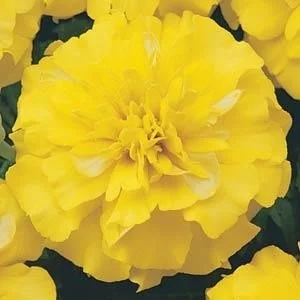French Marigold Bonanza F1 Hybrid Yellow