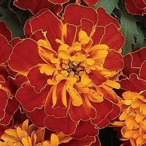 French Marigold F1 Hybrid Harmony "Bonanza Series"