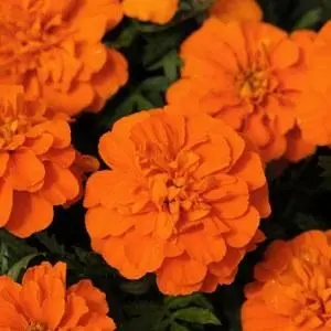 French Marigold F1 Hybrid Orange "Bonanza Series"
