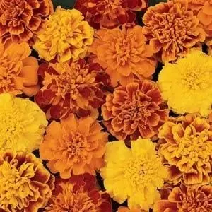 French Marigold F1 Hybrid Mixed "Bonanza Series"