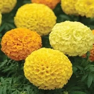 Marigold F1 Hybrid Fantastic Mixed African Double Dwarf