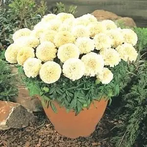 Marigold F1 Marvel Vanilla