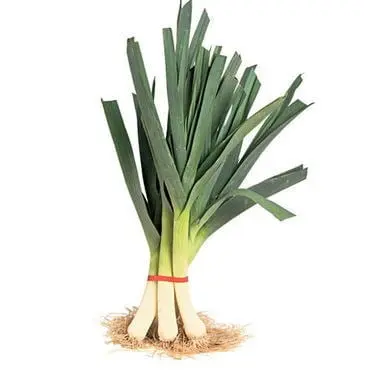 Leek F1