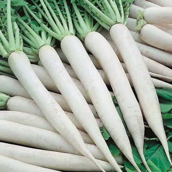 Radish White  (Mino Early)