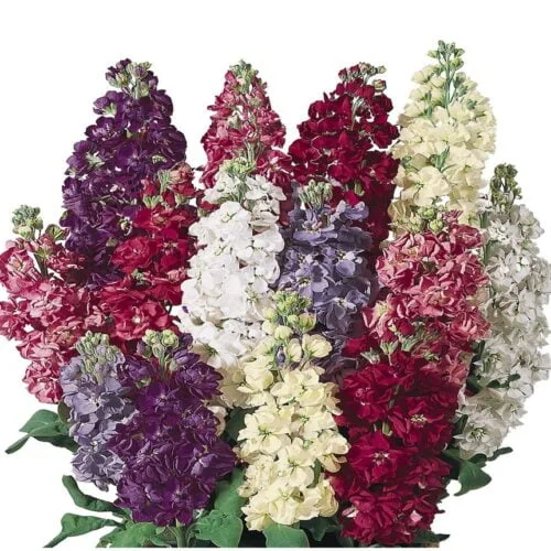 Stock Seeds Imperial Mixed