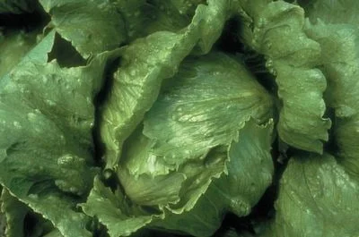 Iceberg Lettuce Hybrid f1