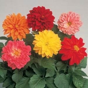 SKY SEEDS Figaro® Mix Dahlia 20 seeds in each packet
