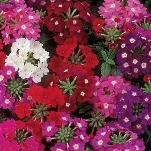 Verbena hybrida Sparkles Mix