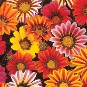Gazania Sunshine Mixed