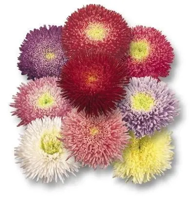 Aster Princess Mixed