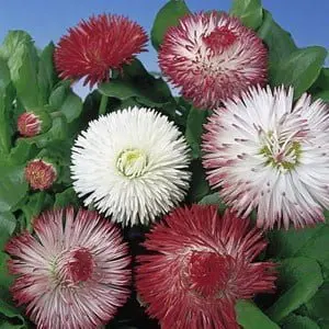 Bellis Seeds Giant Flowered Mixed
