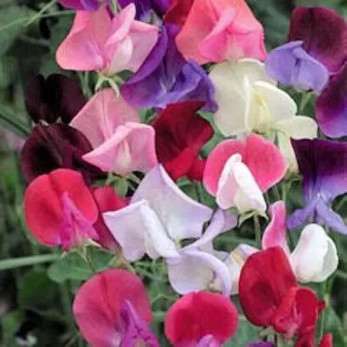 Sweet Pea Joyful Vines Mixed