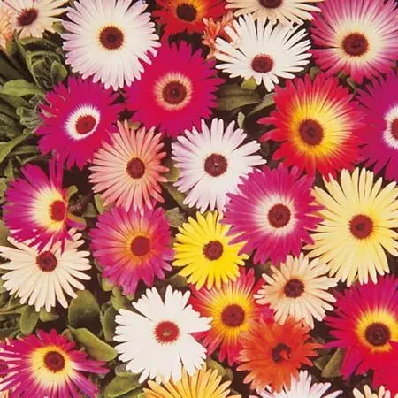 Mesembrianthemum Rainbow Charm