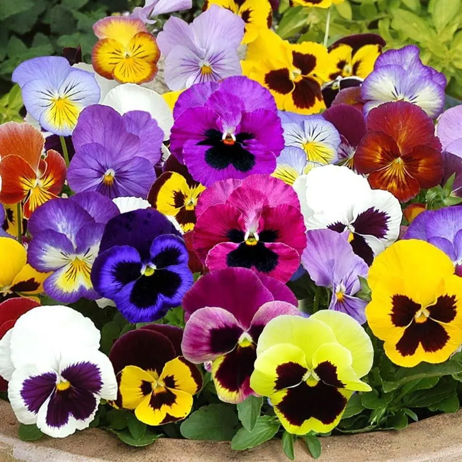 Pansy Seeds Swiss Giants Viola Mix