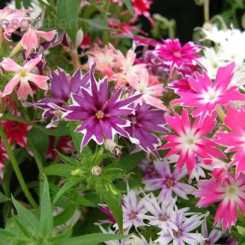 Phlox Seeds Twinkle Stars Mix