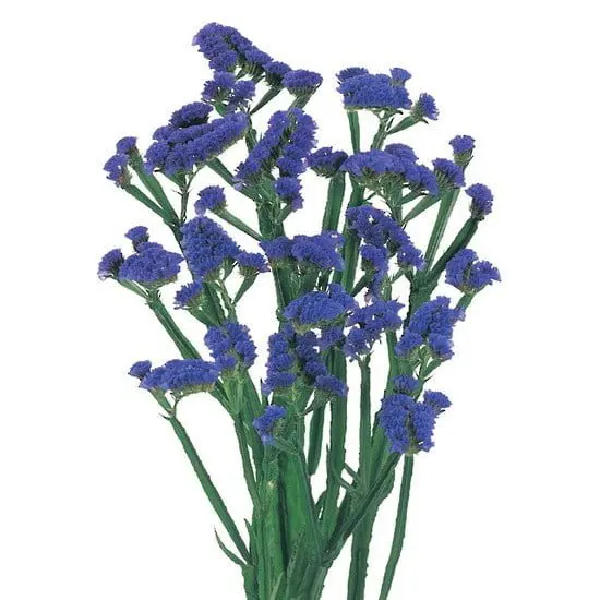 Statice Blue