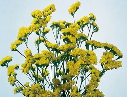 Statice  yellow