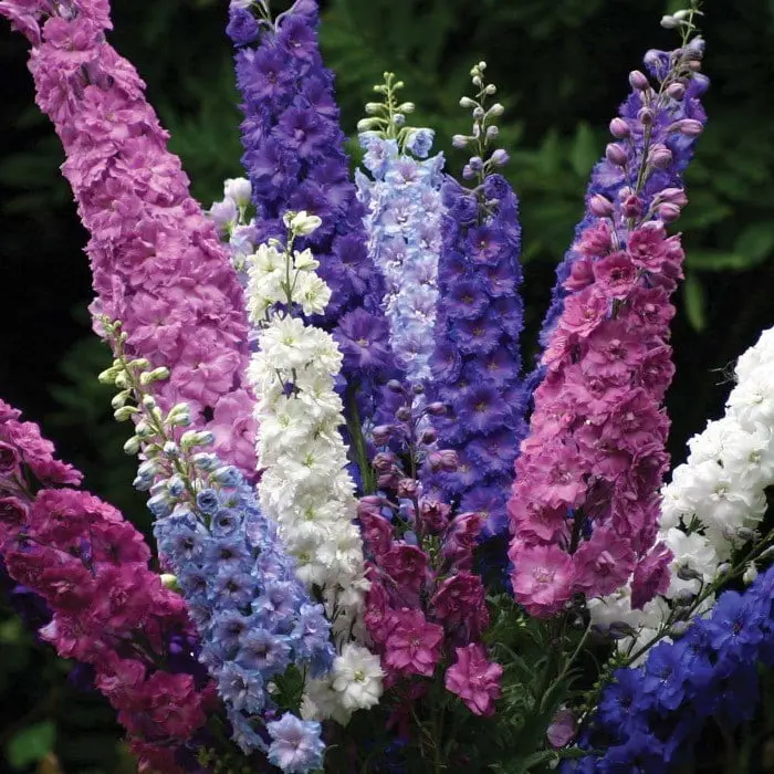 Delphinium SkyLark Bloom Mixed