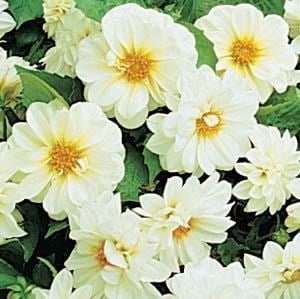 SKY SEEDS Figaro® White Dahlia 20 seeds in each packet