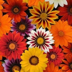 SKY SEEDS New Day® Mixture Improved Gazania 40 seeds in Packet