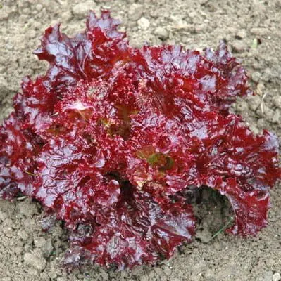 RED LETTUCE