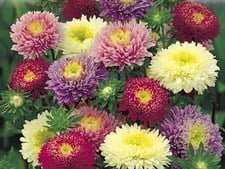 SKY SEEDS Aster, China – Callistephus chinensis Mixed approximately 30 seeds in packet