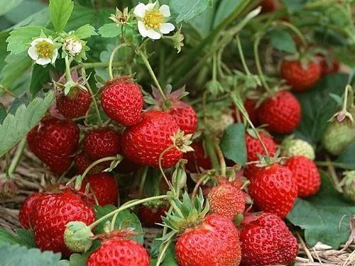 SKY SEEDS 40 Strawberry Plants -free BEST BERRY! - Bare Root Plants ADVANCE BOOKING