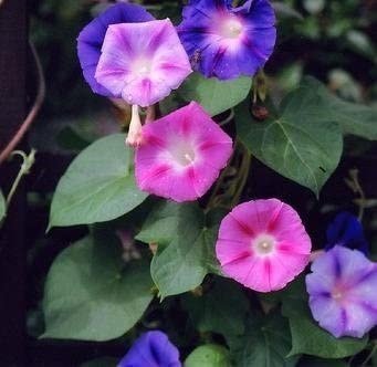 SKY SEEDS Morning Glory Mixed Seeds - Ipomoea Tricolor