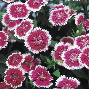 SKY SEEDS Dianthus F1 Telstar ™ 40 seeds in packet ID: FND-538 Plant Height 20-25 cm / 8-10 inch