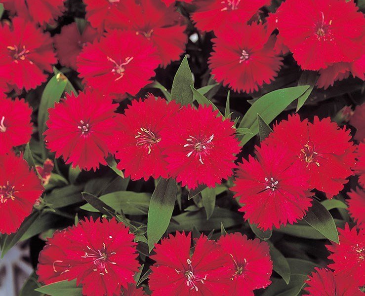 SKY SEEDS Dianthus CARMINE ROSE F1 Telstar ™ 40 SEEDS IN PACKET ID: 564