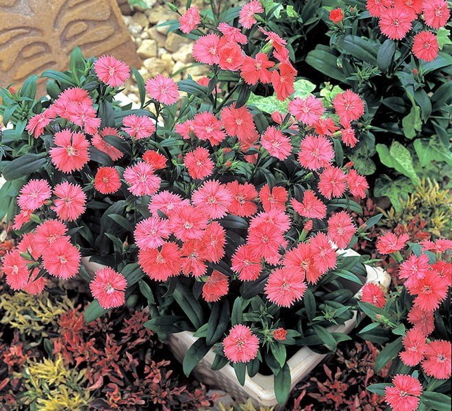 SKY SEEDS Dianthus F1 Telstar ™ 40 SEEDS IN PACKET ID: 565