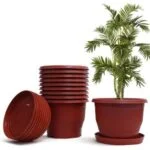 Home - Sky Seed Store